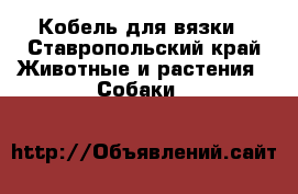 Кобель для вязки - Ставропольский край Животные и растения » Собаки   